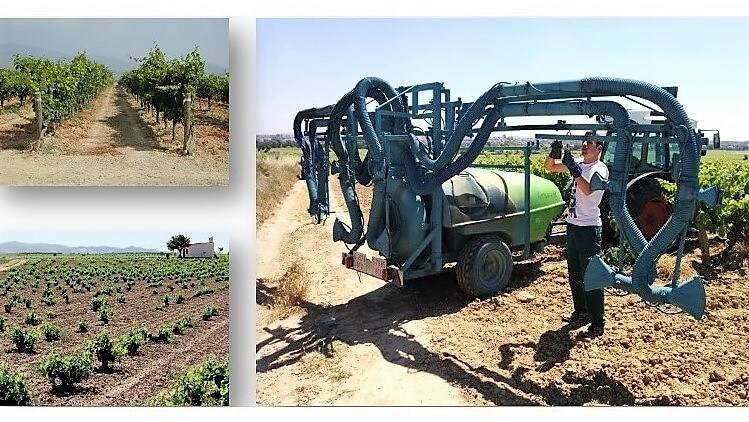 fitosanitarios en vid-C|alterniativa-sostenible-vid